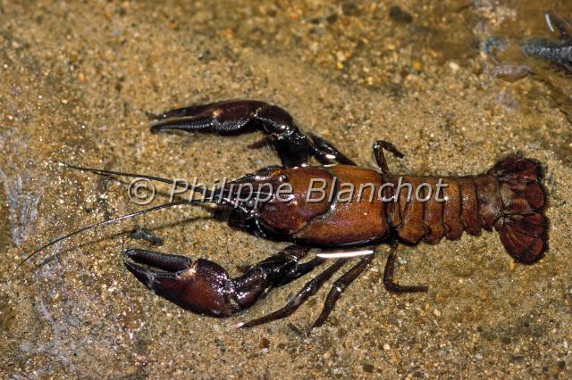 pacifastacus leniusculus.JPG - Pacifastacus leniusculusEcrevisse américaine, écrevisse "signal" ou "de Californie"Californian crayfish, Signal crayfishArthropoda, Crustacea, AstacidaeEspèce invasiveMorvan, France